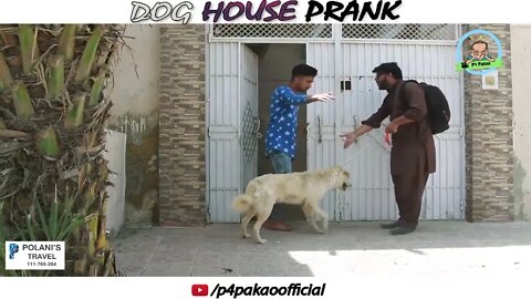 37 DOG HOUSE PRANK By Nadir Ali In Hit Entertainment_2022