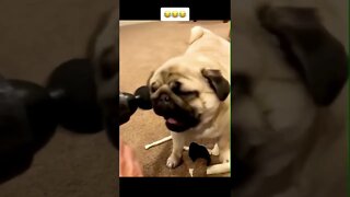Funniest Animals memes #Shorts - Best of YouTube #youtubeshorts #funnyvideo