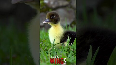 🐧 #WINGS - Nature's Adorable Guest: Baby Duckling Amidst the Green Grass 🐦