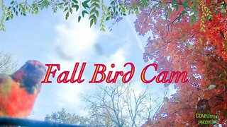 Fall Bird Cam: Watch Some of the Most Colorful Birds of the Fall Season!