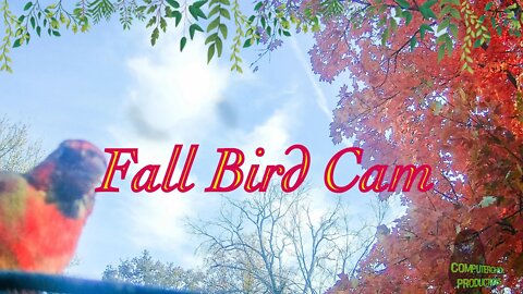 Fall Bird Cam: Watch Some of the Most Colorful Birds of the Fall Season!