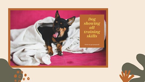 Train Your Dog with easy step