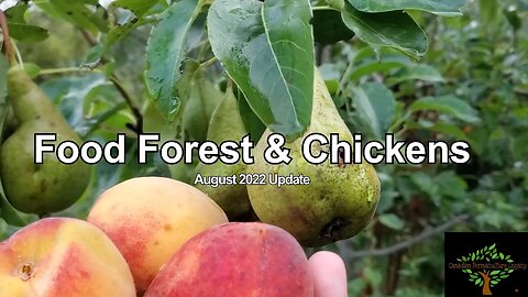 Food forest and chicken plans update - August 2022