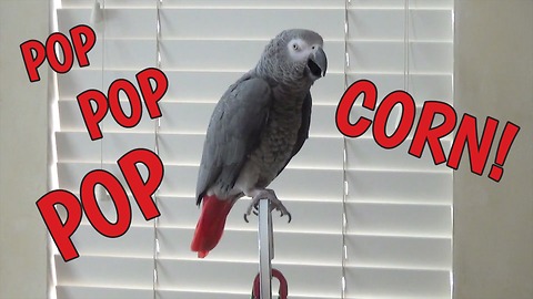 Enthusiastic parrot vocalizes love of popcorn