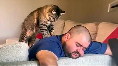 Funniest Animals Videos 2023 😹 Try Not To Laugh Funny Dogs And Cat 😁