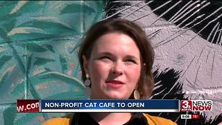 Omaha gets first cat cafe