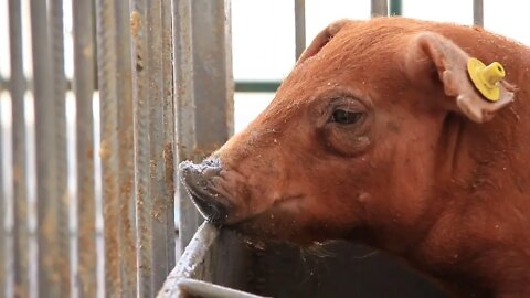 Brown pig on livestock farm
