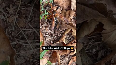 Murder Hornet Kills a Cicada In One Sting! 🐝 😱#fypシ #shorts