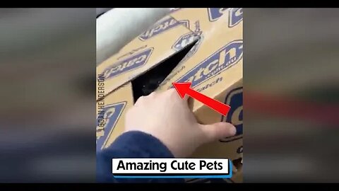 Amazing Cute Pets