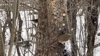 Beautiful female Cardinal