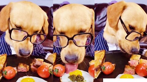 Dog eating lunch amazing funny video