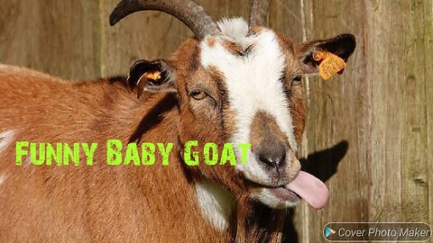 Funny baby goat playing with baby