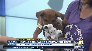 Pet of the Week: Cabot