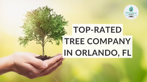 Are You Looking for Best Tree Service in Orlando?