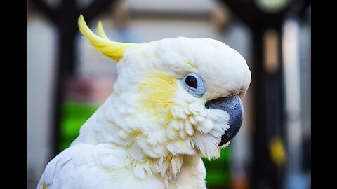 Big white birds caressing each other