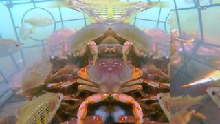 GoPro Hero 10 under water Crabbing Videos