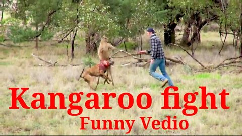 Kangaroo fight/Everything’s bigger in Texas...including Kangaroos/baby kangaroo/Kangaroo on steroids