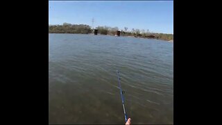 white bass fishing