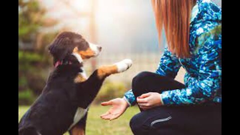 NEW Master Class on Dog Aggression and Dog Psychology you must watch