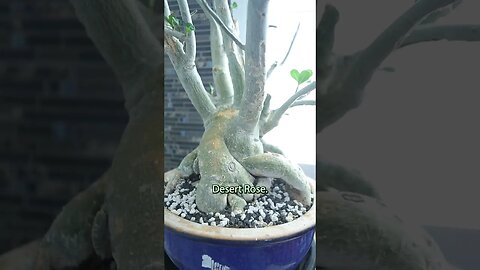 Critical mistake to avoid with Desert Rose #viral #shorts #desertrose #bonsai #garden #gardening