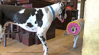 Great Dane Has Fun With Donut Toy Swiping Labrador