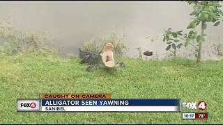 Alligator caught yawning