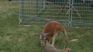 Niagara County Fair New Attractions