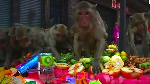 Monkey Feast in Thailand