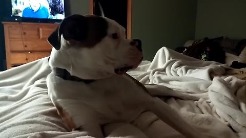 Boxer dog severely protests bedtime