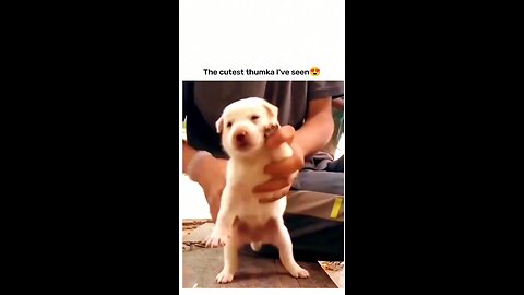 The cutest Thumka I ve seen Babydoll song #shorts #puppydance #puppy #trending #funny #viral #dance