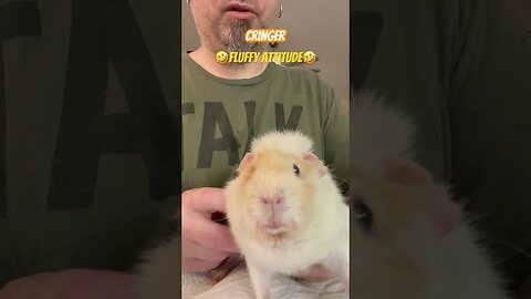 Cringer 🤣Fluffy Attitude🤣 #guineapigshorts #channel #guineapig #guineapiggy #channelupdates