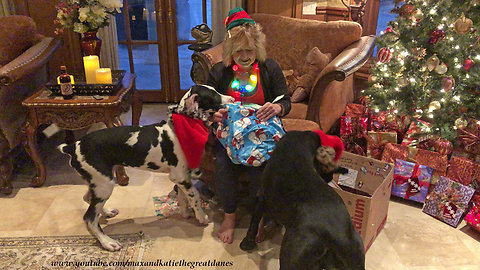 Excited Great Dane and Puppy Open Chrismas Gifts from Arizona You Tube Friend