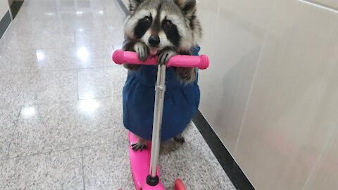 Pet raccoon wearing a dress rides a scooter