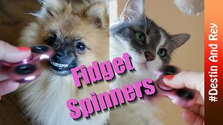 Pets react to fidget spinner