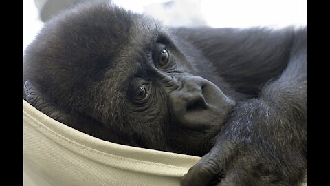 Baby monkey who is both adorable and amusing.