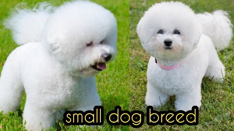 Cute small dog breed 🦮