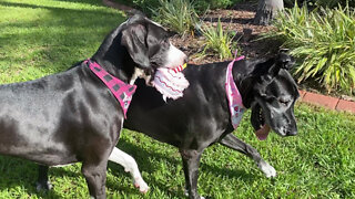 Great Danes Take The Cake & Enjoy Birthday Run Fun Zoomies With Their Toy