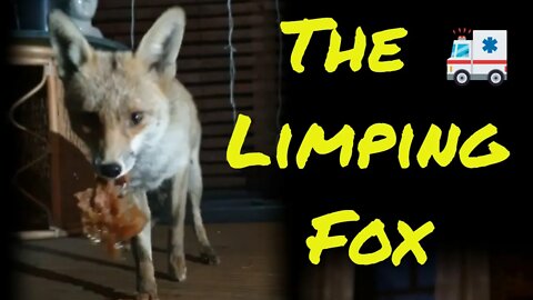 🦊Sad tale of limping & new mother friendly urban fox Ajax and her foxy husband 'The Devil Fox'