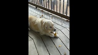 Golden Retriever vs Banana