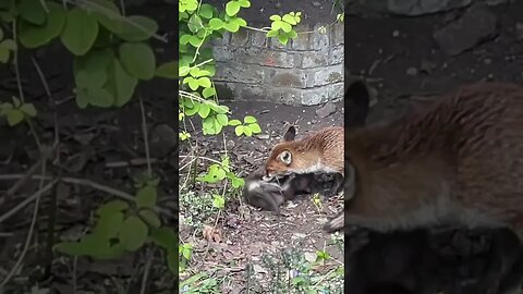 Stop! tickles 🤗 #foxes #animalshorts #cuteanimals #cutefox #foxesofinstagram #cute