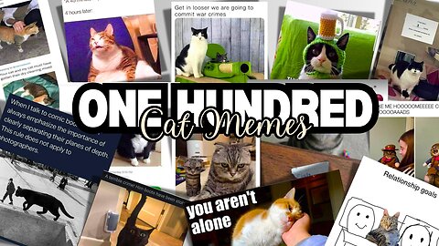 100 CAT MEMES