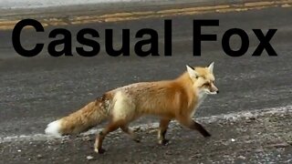 Casual Fox
