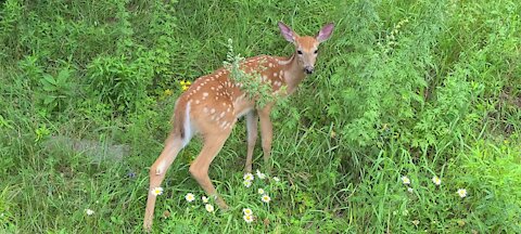 Fawn excited to explore