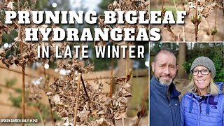 ✂️ Pruning Hydrangeas in Winter | Hydrangea Pruning- SGD 342 ✂️