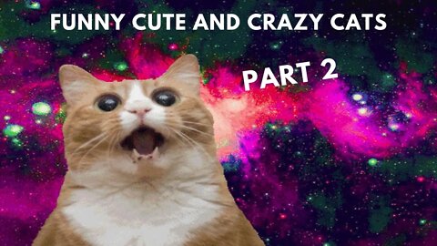 Funny Cute and Crazy Cat Videos Compilation for Oktober 2022 #shorts