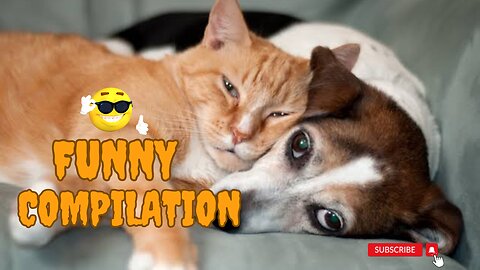 Animals Funny Compilation 2023 | Funniest Moments On Caught On Camera