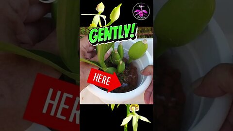 You HAVE to DO THIS! 💦🪴 Your Orchid Roots will THANK YOU & Grow BETTER #ninjaorchids #shorts #tips