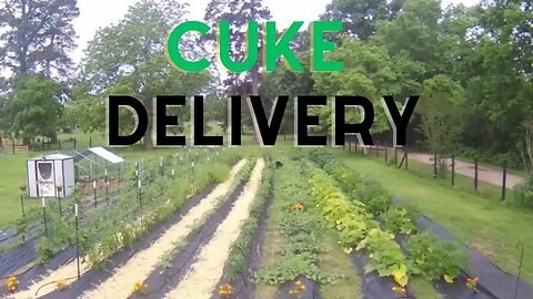 Cucumber Delivery & A Walk Up Morrow Hill