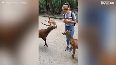 Une touriste encerclée par des cerfs affamés