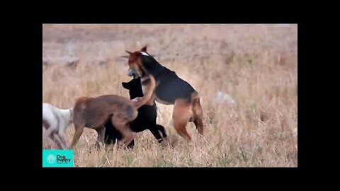 ¡BIG MALE Dogs juega agresivamente con una perrita diminuta!